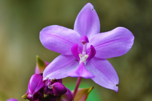 Orchid213171_1280